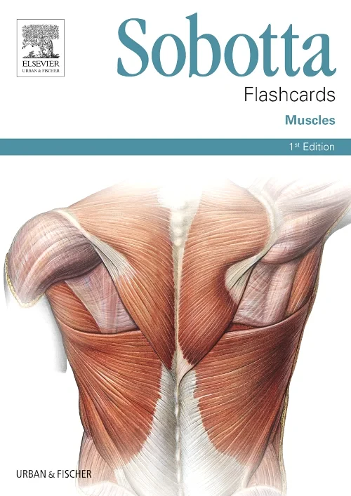 Coperta cărții "Sobotta Flashcards Muscles" de autor necunoscut